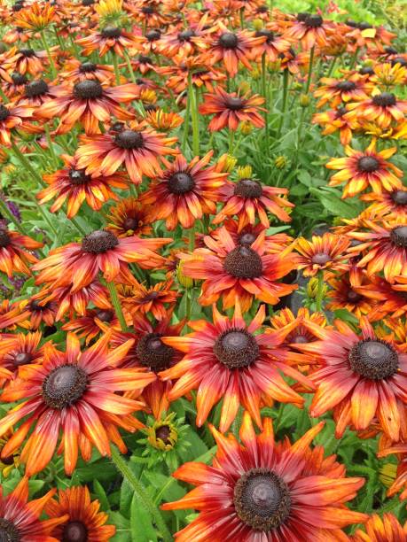istock Rudbeckia Summerina flowers after rainfall 858359292