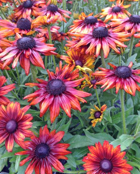 istock Rudbeckia Summerina flowers after rainfall 858359340
