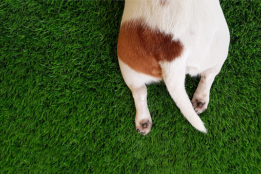 La cola, las patas de un perro lindo en el verde césped. photo