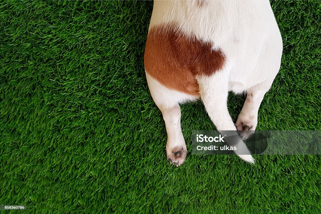 La cola, las patas de un perro lindo en el verde césped. - Foto de stock de Perro libre de derechos