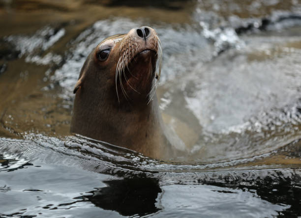 istock Californian Sea Lion 858360836