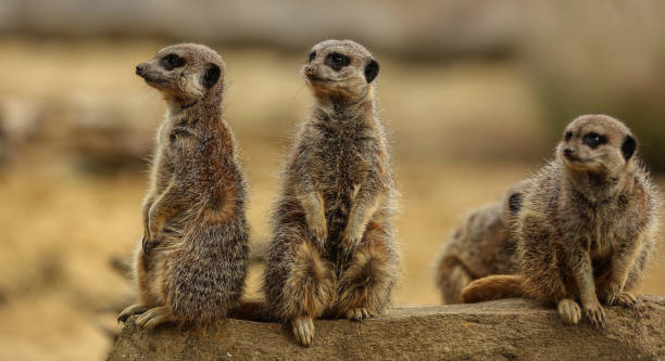 istock Meerkat Family 858360872