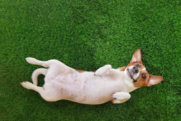 istock Crazy smiling dog jack russel terrier, lying on green grass. 858362958