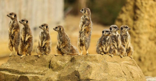 istock Meerkat Family 858363010