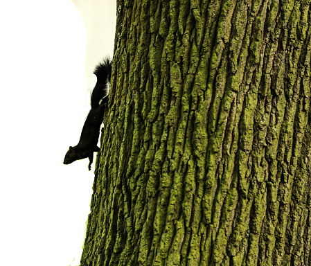Black Squirrel climbing down Oak Tree