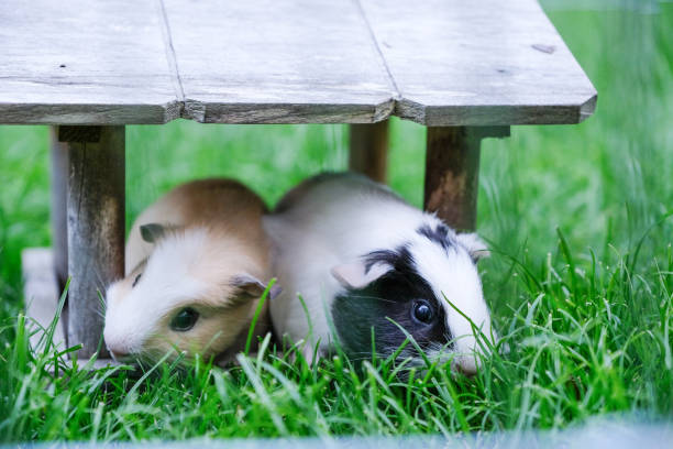 Two baby guinea pigs sheltering inside a birdhouse