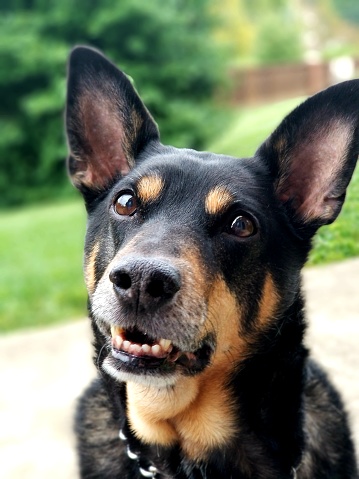 Happy black and tan Australian Kelpie dog