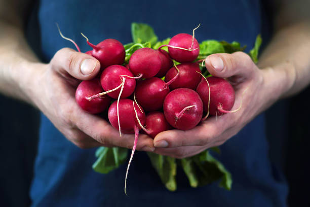 istock A young man holds a red radish in his hands a new crop 858377616