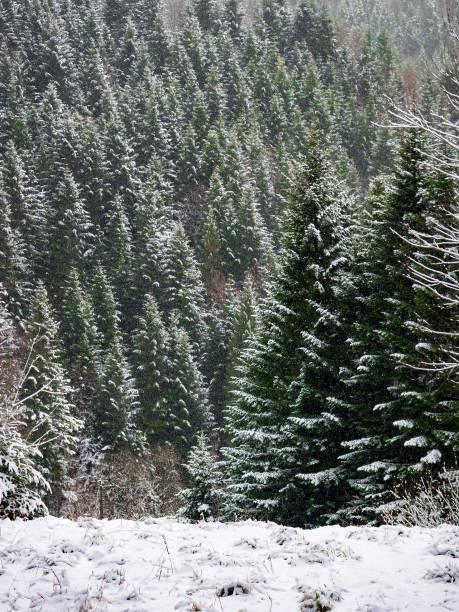 istock Winter forest in Beskid mountains. Poland. 858378018