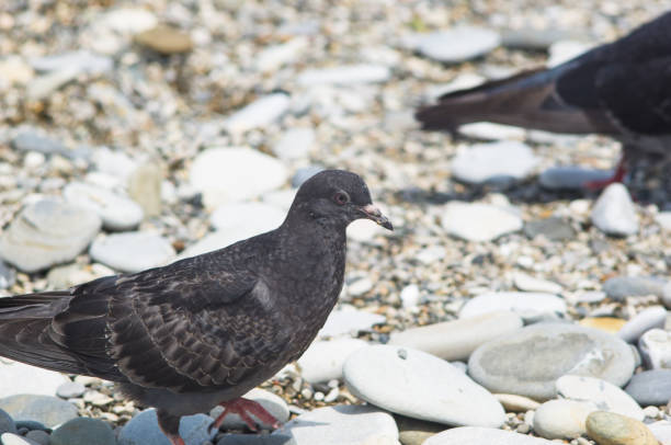 istock Dove finding meal on the pebbly beach 858381864