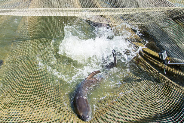 istock Fish carpenter caught in the net 858387442
