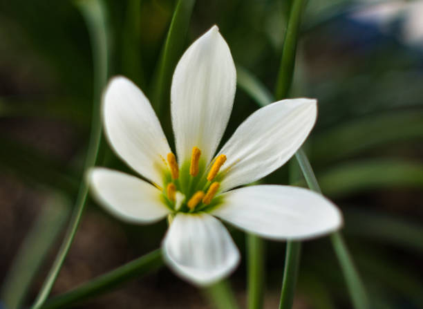 istock White Zephyranthes with green leaves 858395408