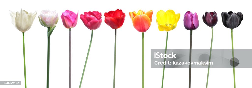 Berbagai Warna Bunga Tulip Palet Warna Adalah Contoh Perubahan Warna
