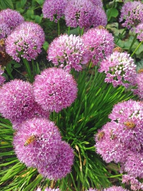 istock Allium Purple Sensation flowers 858402176