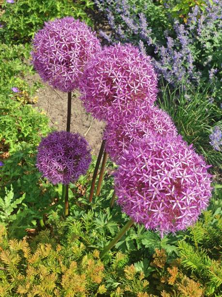 istock Allium Purple Sensation flowers 858402188