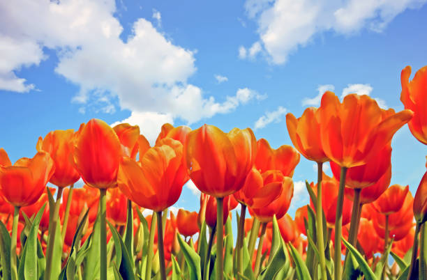 istock Blossoming tulips in spring in the countryside from the Netherlands 858402704