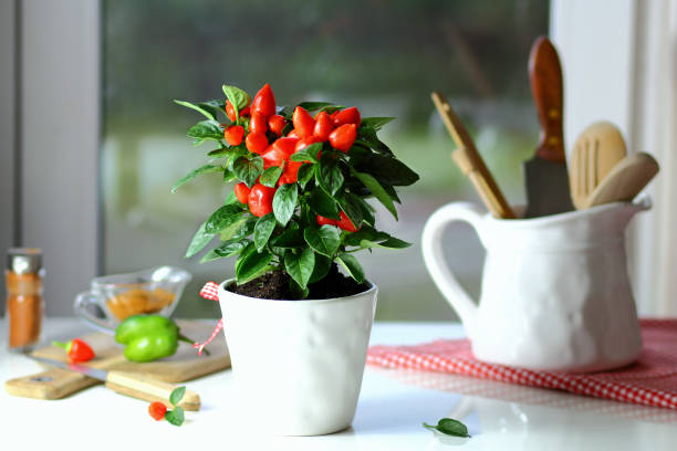 kuvapankkikuvat ja rojaltivapaat kuvat aiheesta paprika - pepper plant
