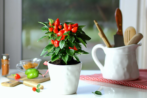 red pepper on the kitchen table in a ceramic pot