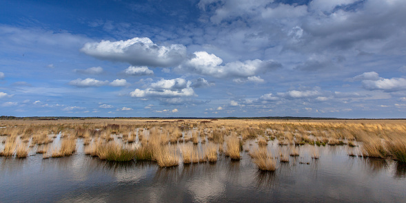 Panorama of raised bogs in Natura 2000 nature reserve Fochtelooerveen on the border of Drenthe and Friesland, Netherlands