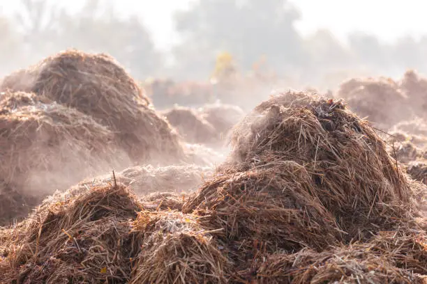 Dunghill vaping in the morning on a farm