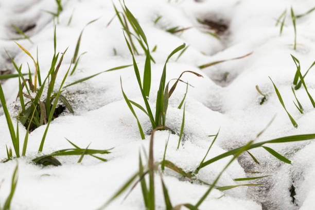istock Snow drifts in winter 858406434