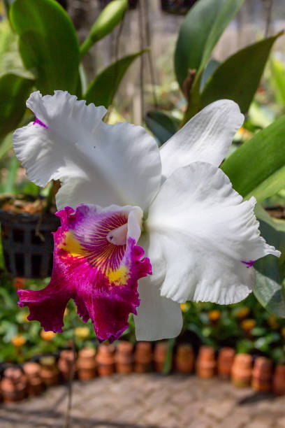 istock Beautiful white and magenta orchid 858409878
