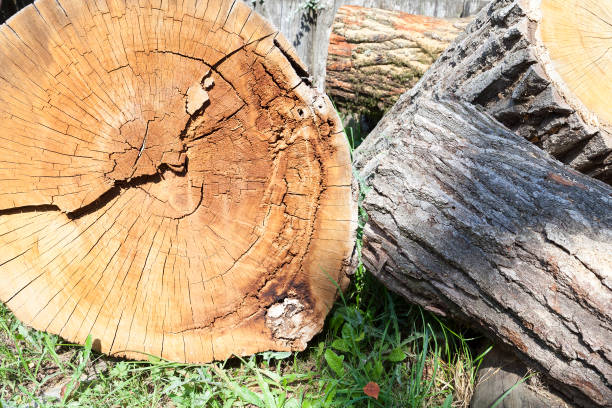 istock Trunk of a sawn wood 858412282