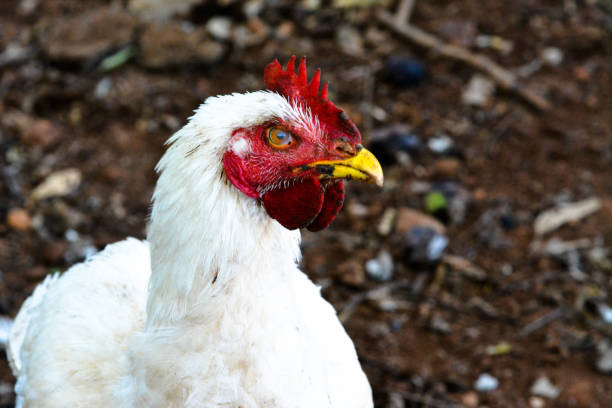 Greek rooster in early morning Crete sun