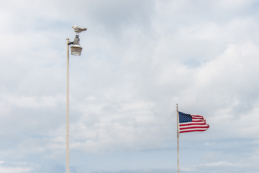 American flag and seagull