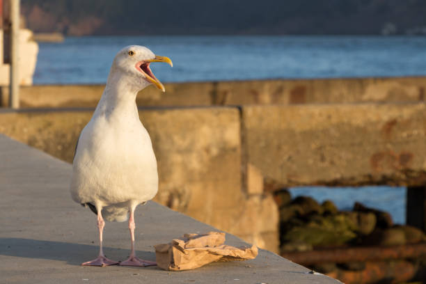 istock Seagull screaming with a trash paper. 858416016