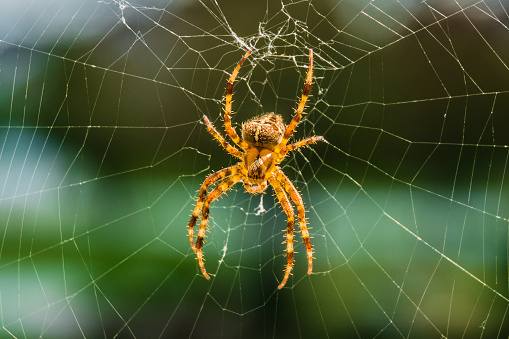 Orbweaver spider sitting on the web