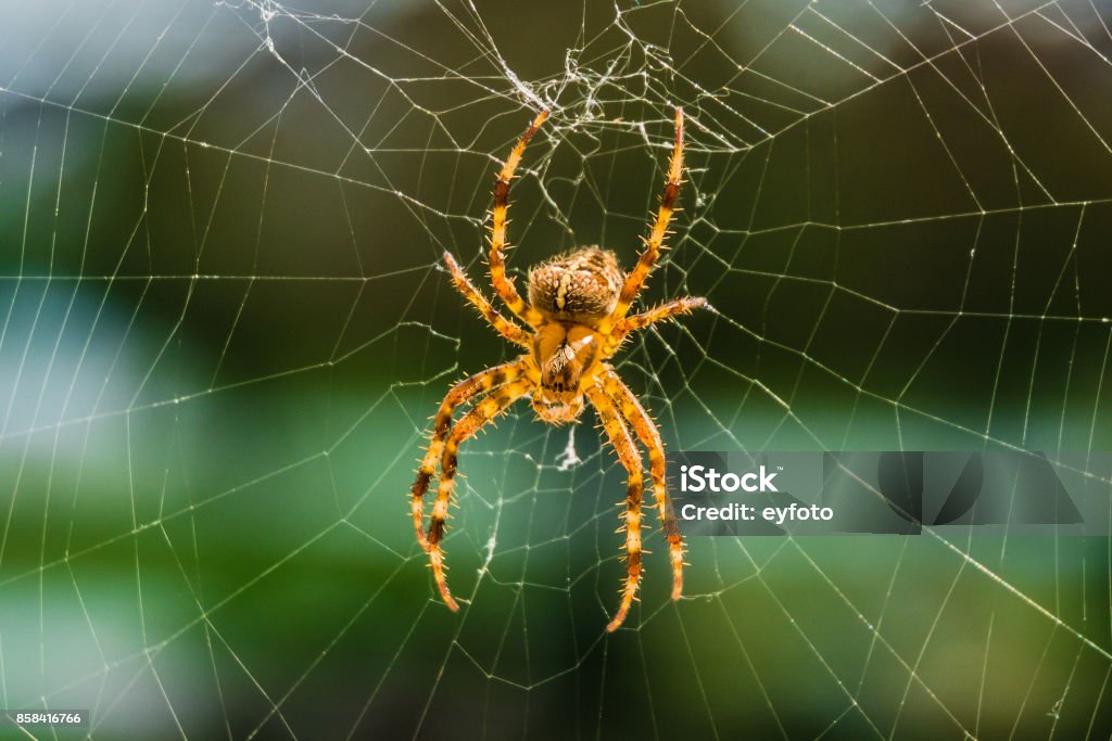 Orbweaver Spider Orbweaver spider sitting on the web Spider Stock Photo