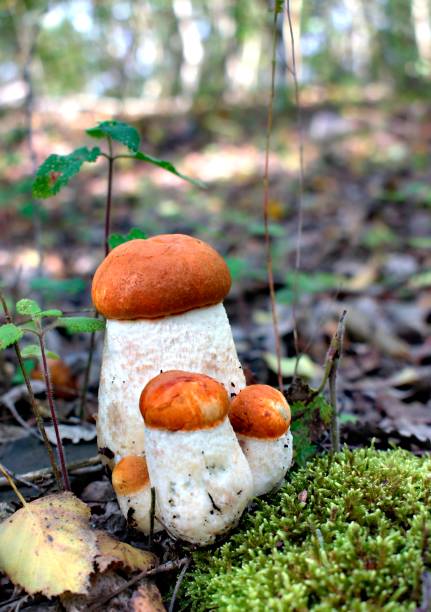 istock Autumn mushrooms in a natural forest environment. 858418906