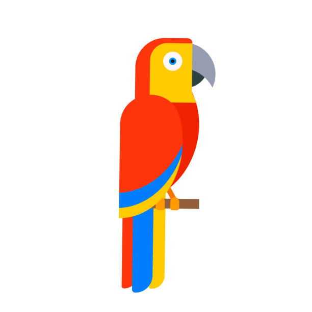Parrot bird breed species animal nature tropical parakeets education colorful pet vector illustration Parrot bird breed species and animal nature tropical parakeets education colorful pet vector illustration. Macaw wild beak wing exotic color avian perch feather avifauna. parrots beak heliconia stock illustrations