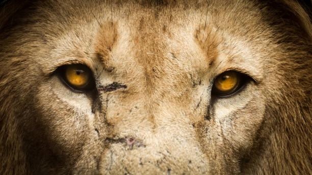 gros plan d’un lion en vedette vers l’avant - staring photos et images de collection