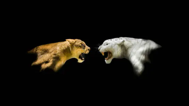 Photo of Isolated Lion and White Tiger Roaring at Each Other Background