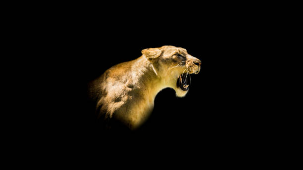 Lions photographed in various National Parks in Africa, Kenya and Tanzania