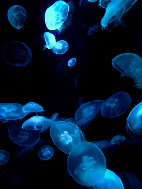 istock Smack of Jellyfish in Glowing Blue Light 858423514