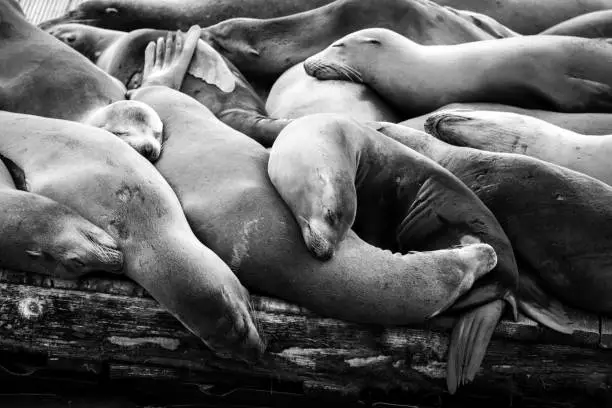 Photo of Multiple sleeping sea lions on a dock in California
