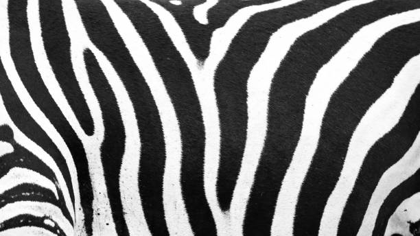 istock Zebra skin texture and stripes up close 858423758