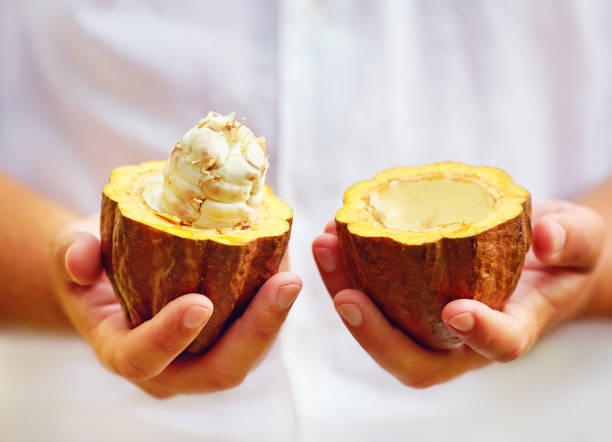 istock man opens ripe cocoa pod in hands, with beans inside 858426044
