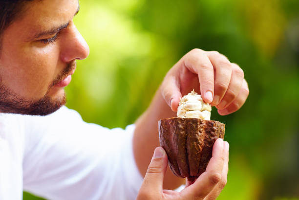 man taking out beans from cutted cocoa pod - chocolate beans imagens e fotografias de stock