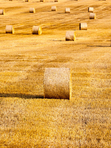 istock Harvest of mature cereal 858426560
