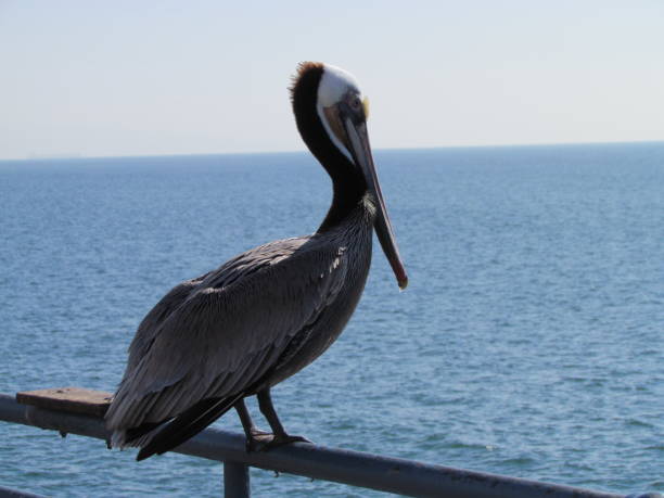 Pelicans perched on boat, Venezuela