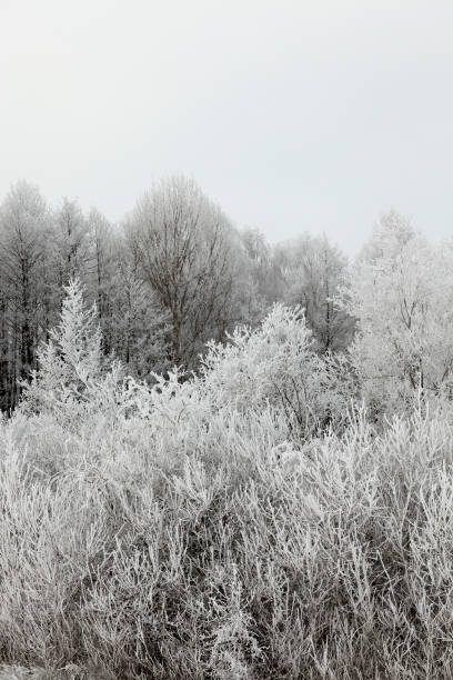 istock Snow drifts in winter 858426980