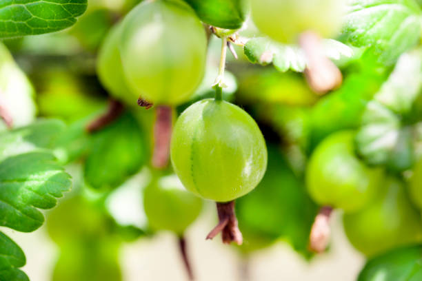 istock Green ripe gooseberry 858429818