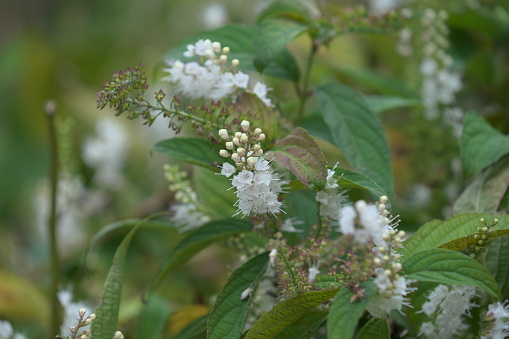 Keiskea japonica\n