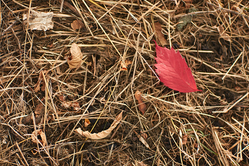 Close-up of a fallen from tree beautiful red leaf in an autumn park.