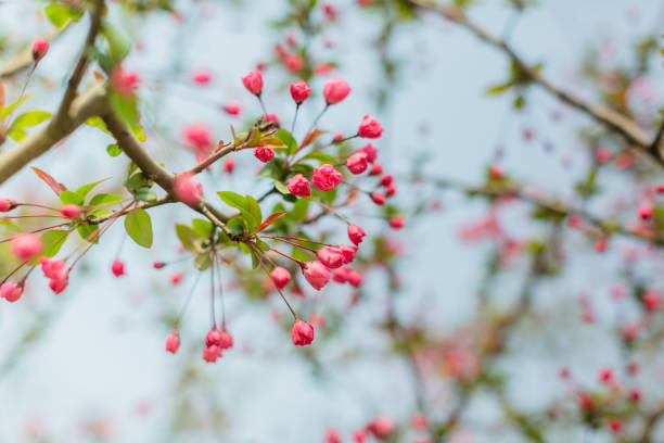 istock Pink cherry blossom flower 858433060
