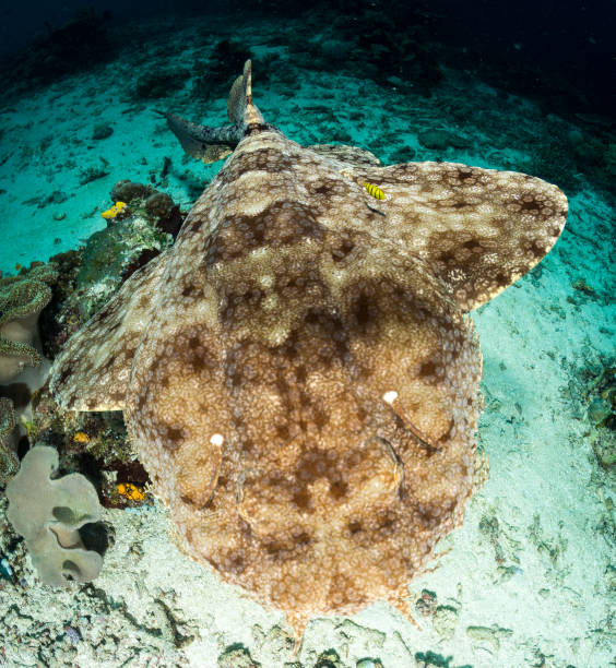 istock Wobbegong shark aka. Carpet shark 858433422